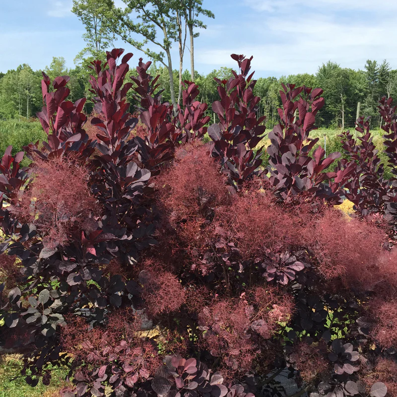 Winecraft Black® Smokebush (Cotinus) - Image 7