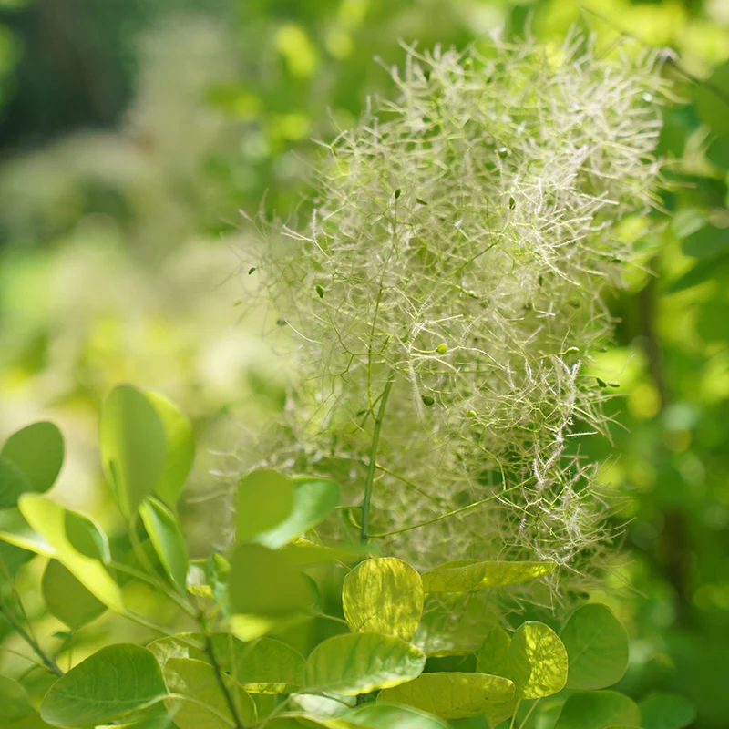 Winecraft Gold® Smokebush (Cotinus) - Image 2