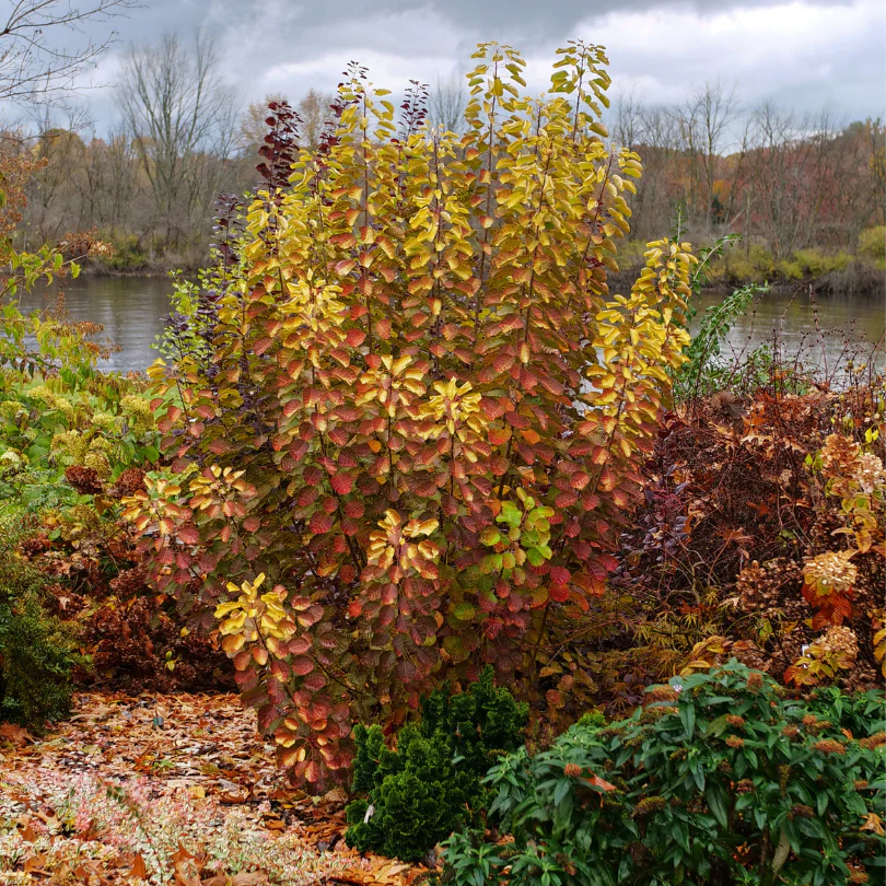 Winecraft Gold® Smokebush (Cotinus) - Image 3