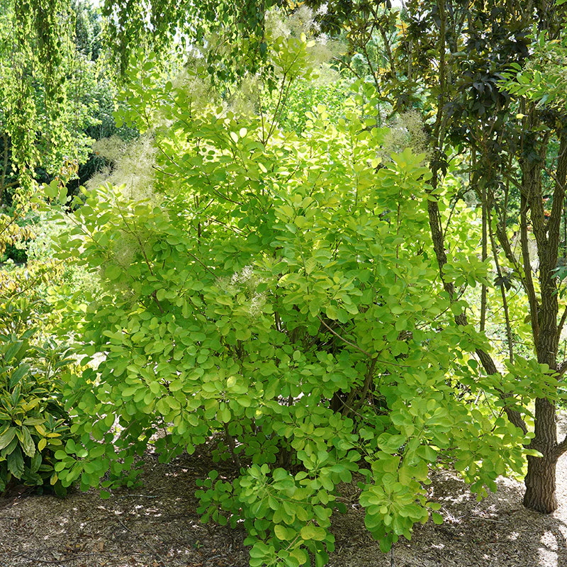 Winecraft Gold® Smokebush (Cotinus) - Image 4