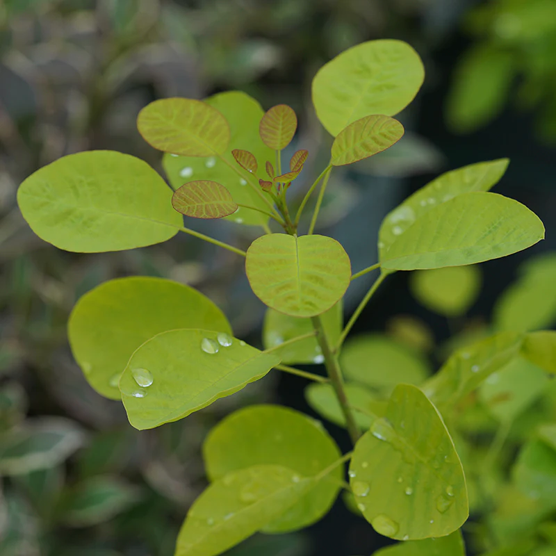 Winecraft Gold® Smokebush (Cotinus) - Image 6