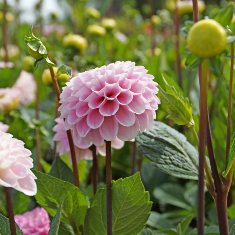 'Wizard of Oz' Dahlia - Image 3