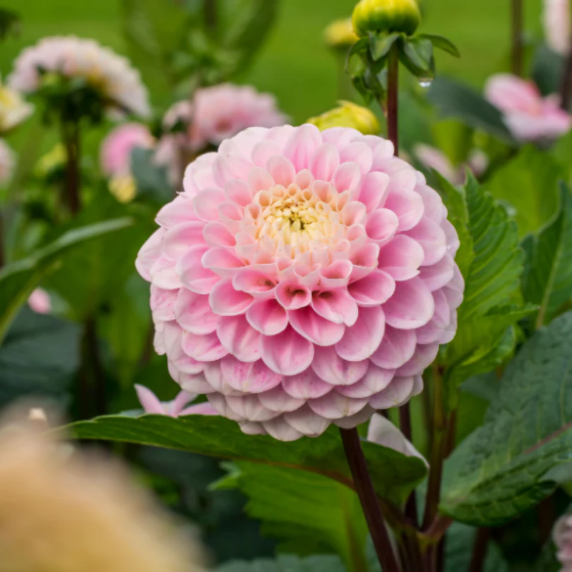 'Wizard of Oz' Dahlia - Image 4
