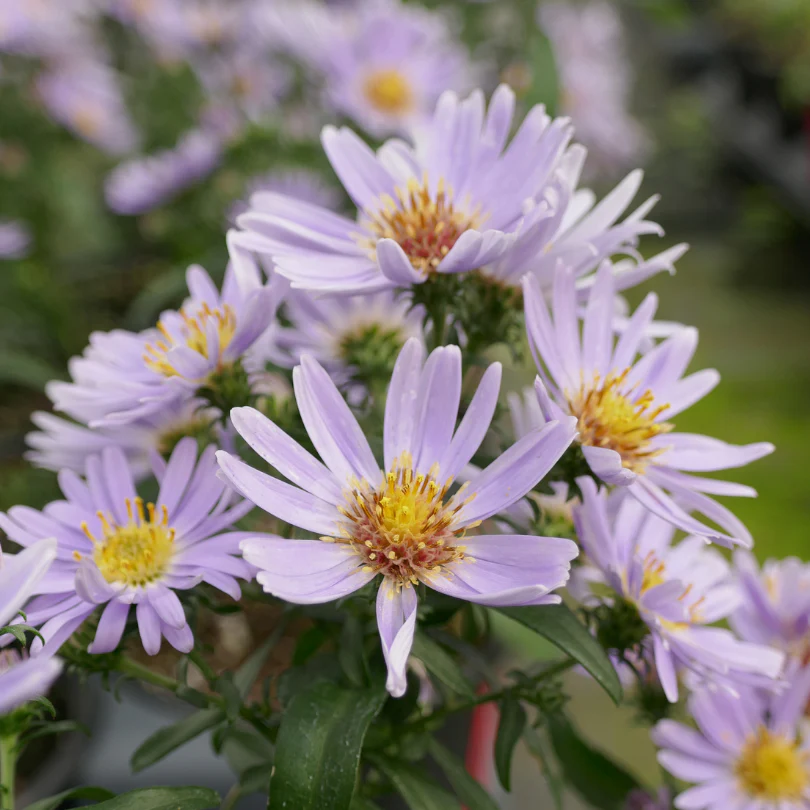 ‘Wood’s Blue’ Aster