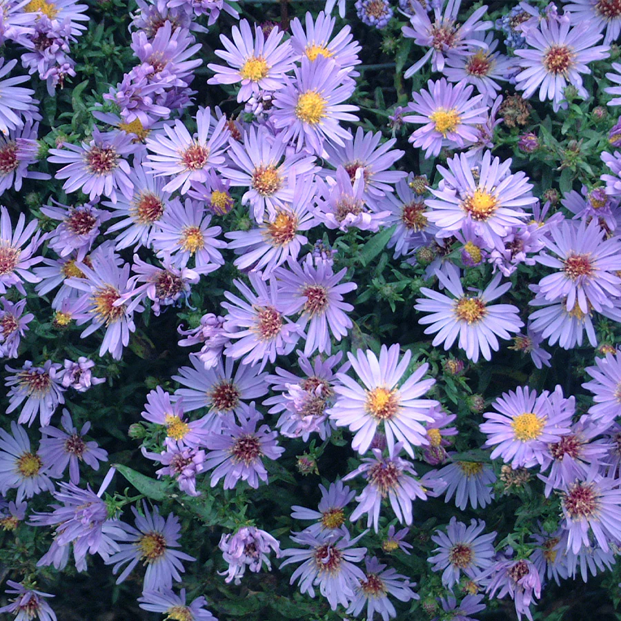 ‘Wood’s Blue’ Aster - Image 2