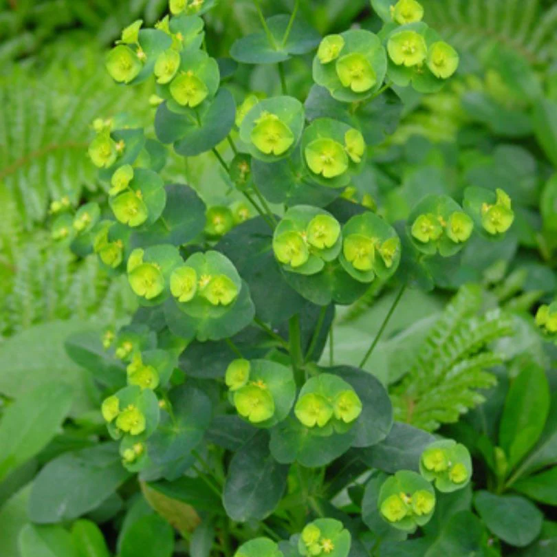 Wood Spurge (Euphorbia) - Image 2