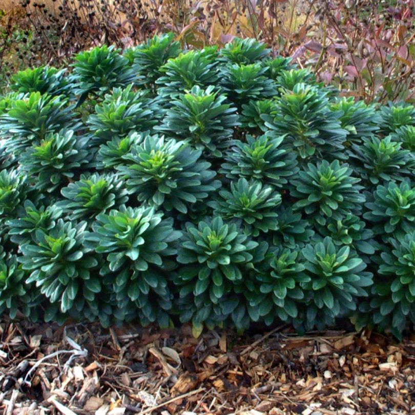 Wood Spurge (Euphorbia) - Image 5