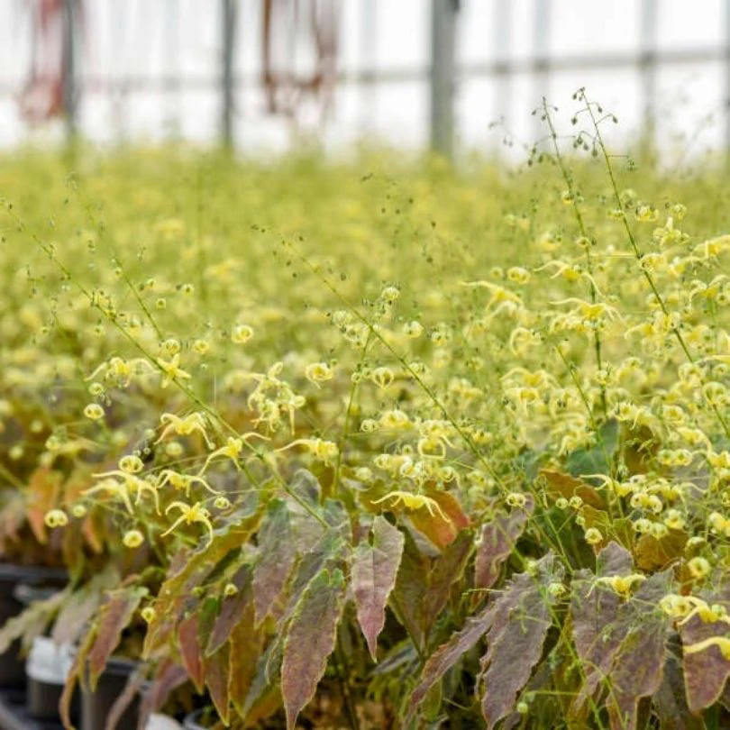 'Woodland Elf' Barrenwort (Epimedium) - Image 2