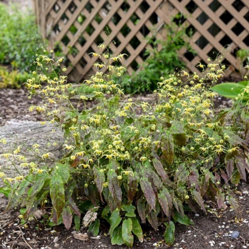 'Woodland Elf' Barrenwort (Epimedium) - Image 3