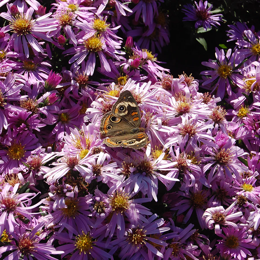 'Wood's Pink' Aster - Image 3