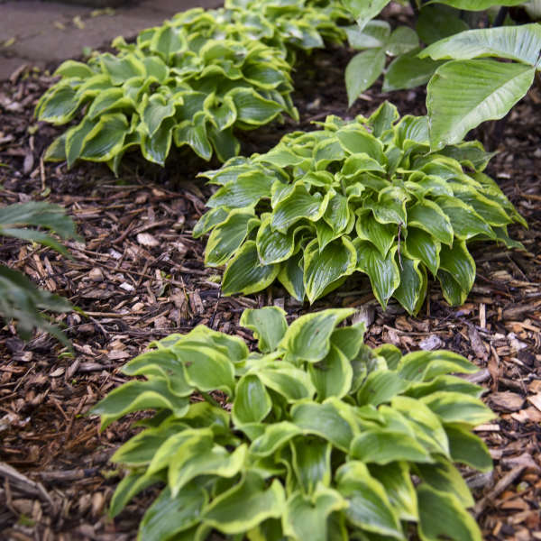 'Wrinkle in Time' Hosta - Image 2