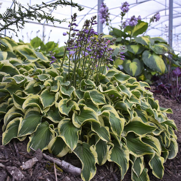 'Wrinkle in Time' Hosta - Image 4