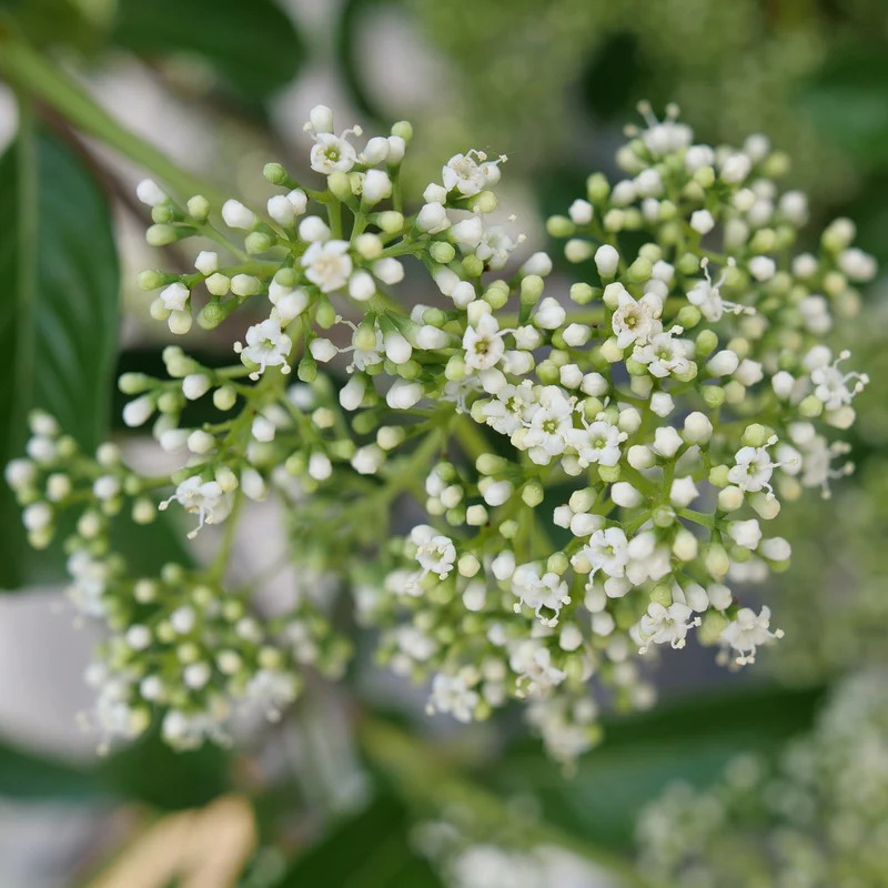 Yardline® Viburnum - Image 3