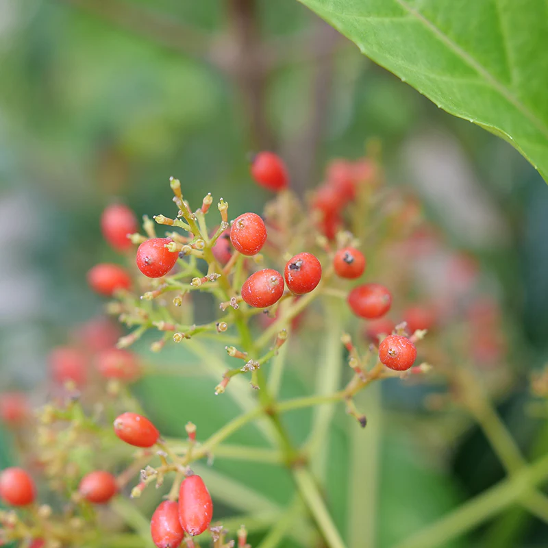Yardline® Viburnum - Image 4