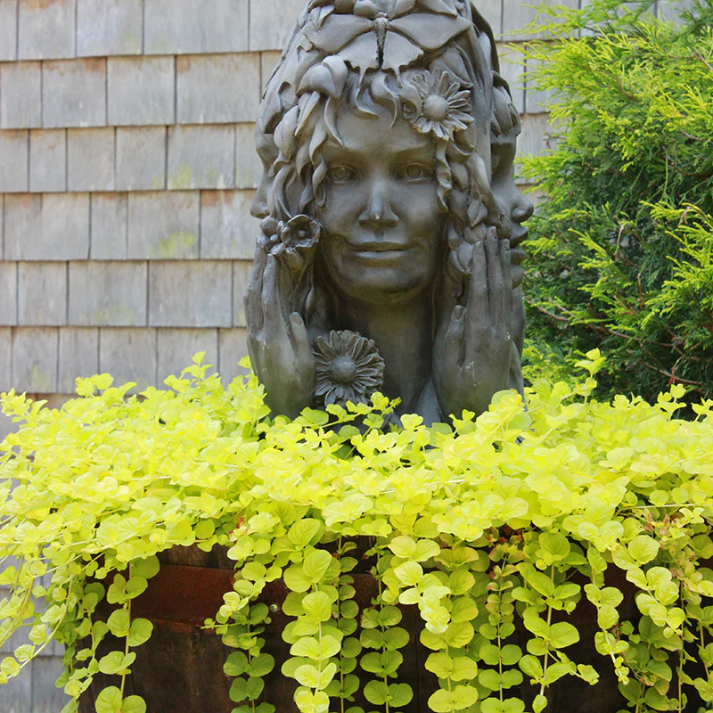 Yellow Creeping Jenny (Lysimachia) - Image 9