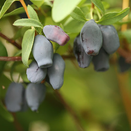 Yezberry® Maxie™ Japanese Haskap (Lonicera)