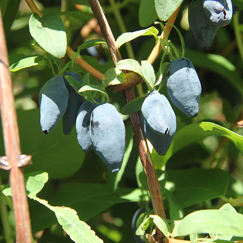 Yezberry® Maxie™ Japanese Haskap (Lonicera) - Image 3