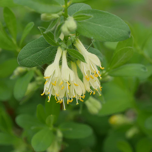 Yezberry® Solo™ Japanese Haskap (Lonicera) - Image 3