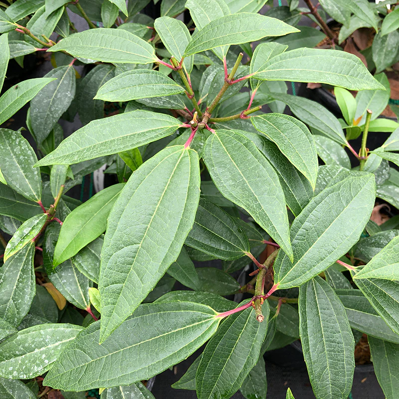 Yin® David Viburnum - Image 3
