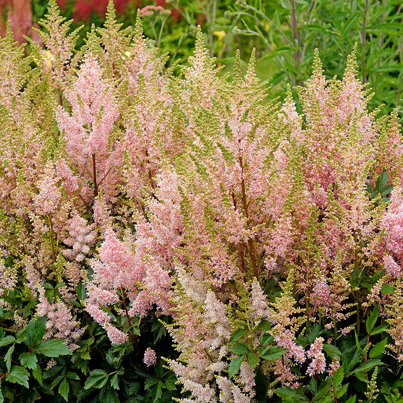 'Youniqe Salmon' Astilbe - Image 2