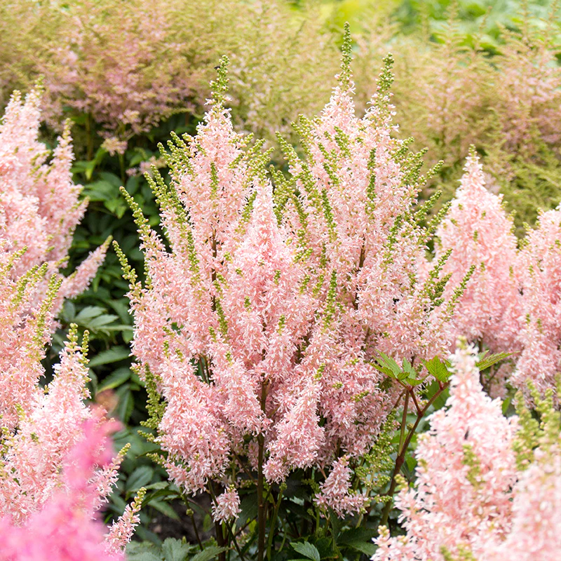 'Youniqe Salmon' Astilbe - Image 5