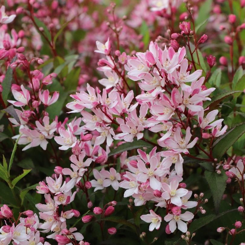 Yuki Cherry Blossom® 2.0 Deutzia - Image 2