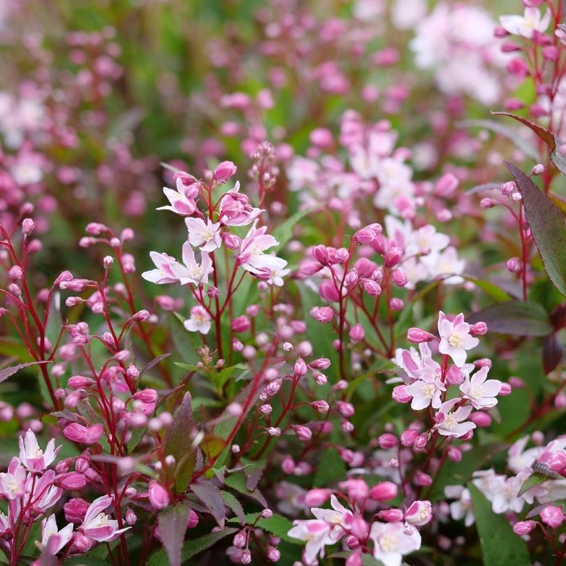 Yuki Cherry Blossom® 2.0 Deutzia - Image 4
