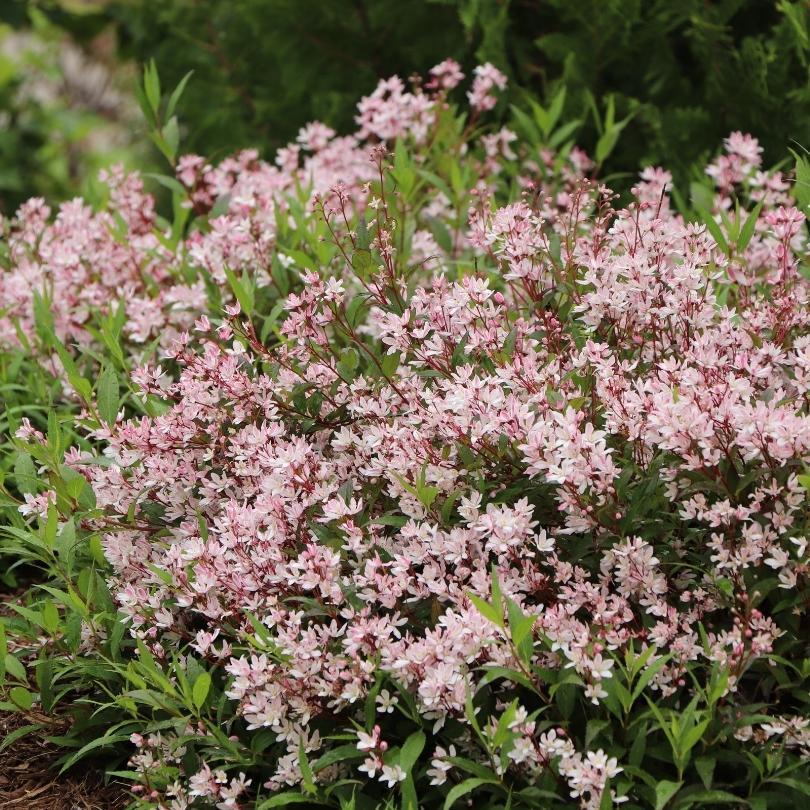 Yuki Cherry Blossom® 2.0 Deutzia - Image 5