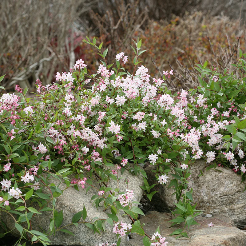 Yuki Cherry Blossom® Deutzia - Image 3