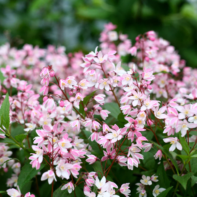 Yuki Cherry Blossom® Deutzia - Image 4