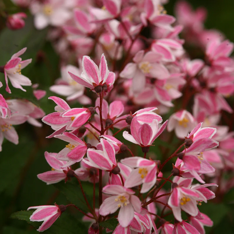 Yuki Cherry Blossom® Deutzia - Image 5
