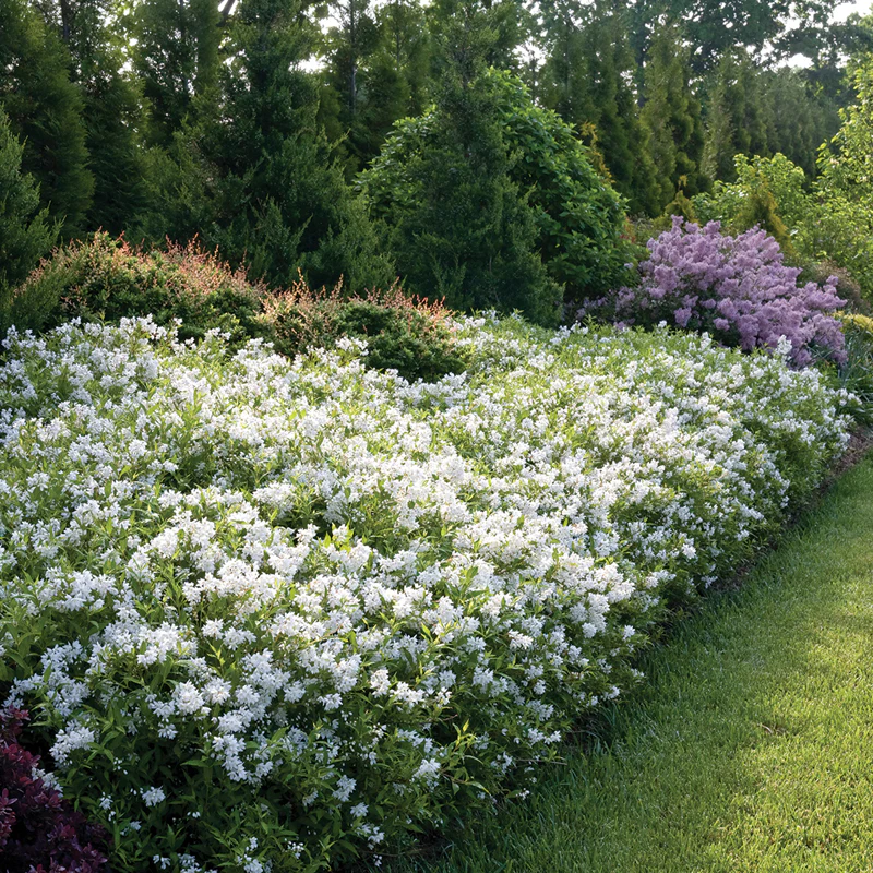 Yuki Snowflake® Deutzia - Image 2
