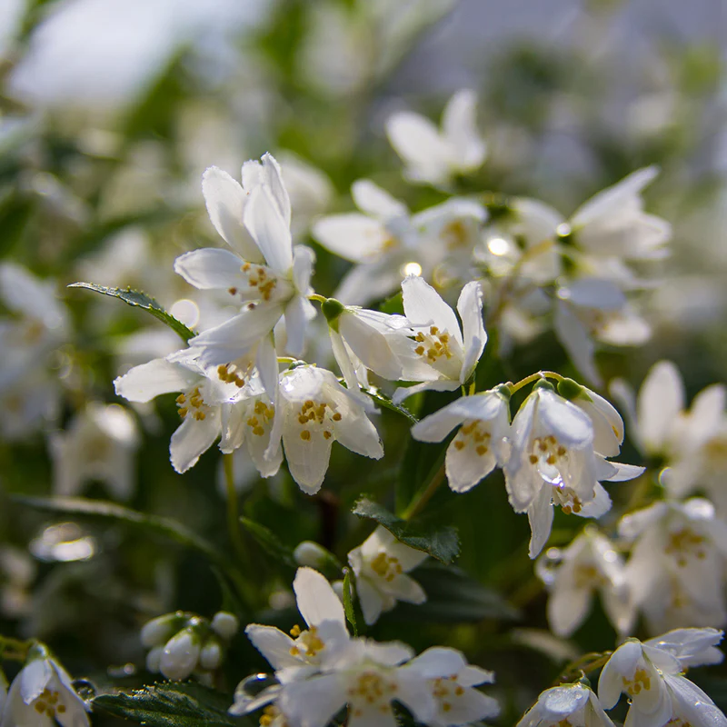 Yuki Snowflake® Deutzia - Image 6