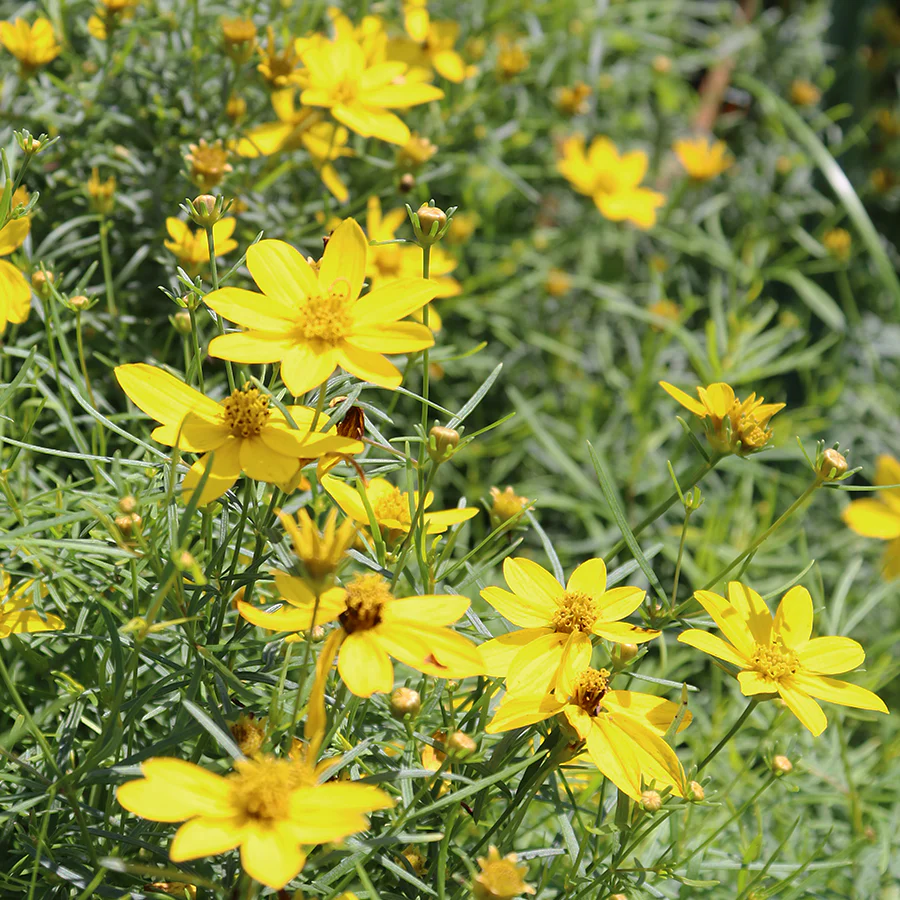 'Zagreb' Tickseed (Coreopsis) - Image 2