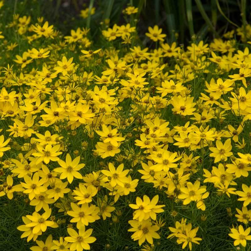 'Zagreb' Tickseed (Coreopsis) - Image 3