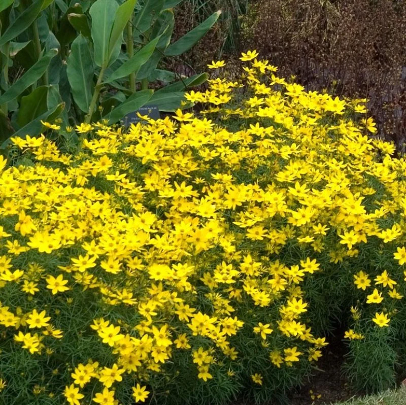 'Zagreb' Tickseed (Coreopsis) - Image 4