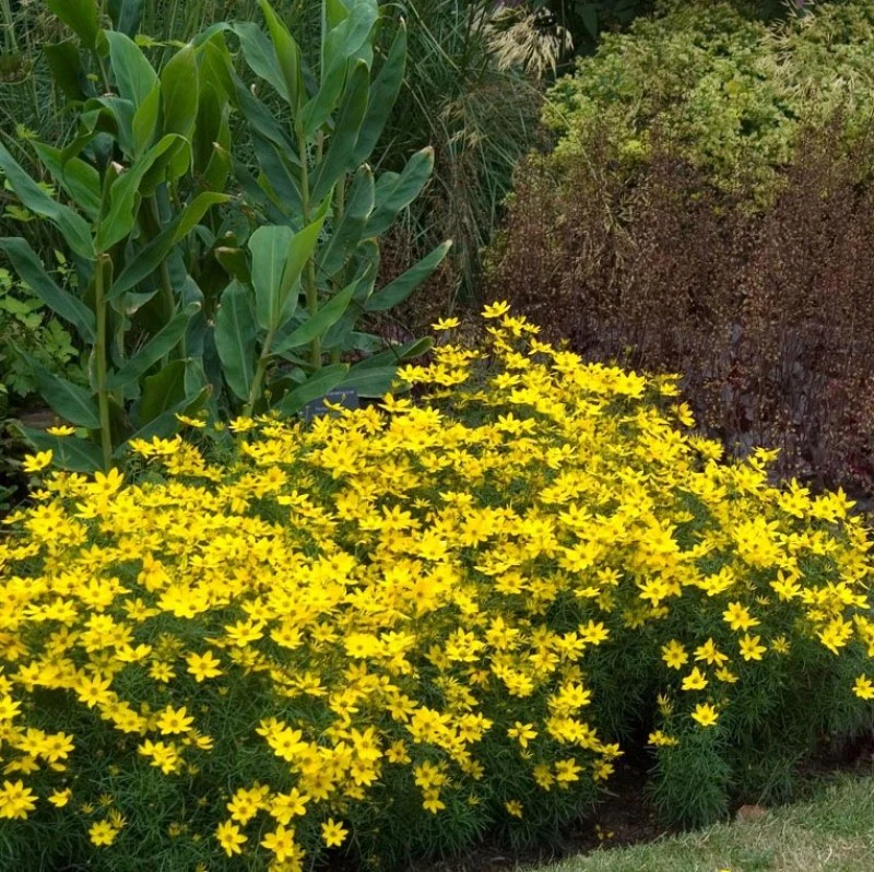 'Zagreb' Tickseed (Coreopsis) - Image 5