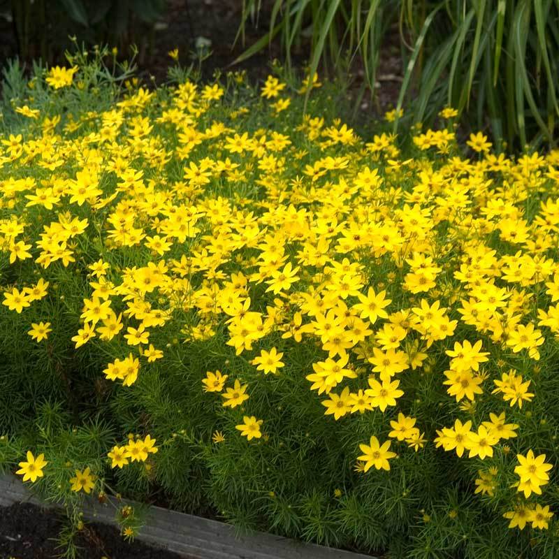'Zagreb' Tickseed (Coreopsis) - Image 6