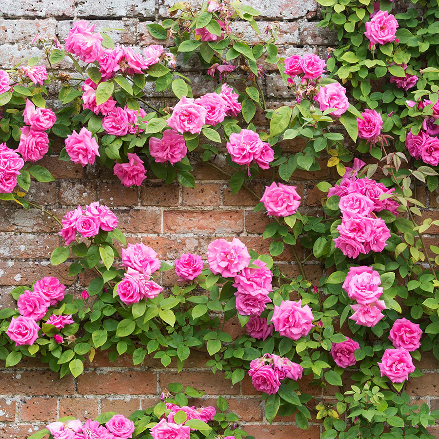 'Zéphirine Drouhin' Climbing Rose