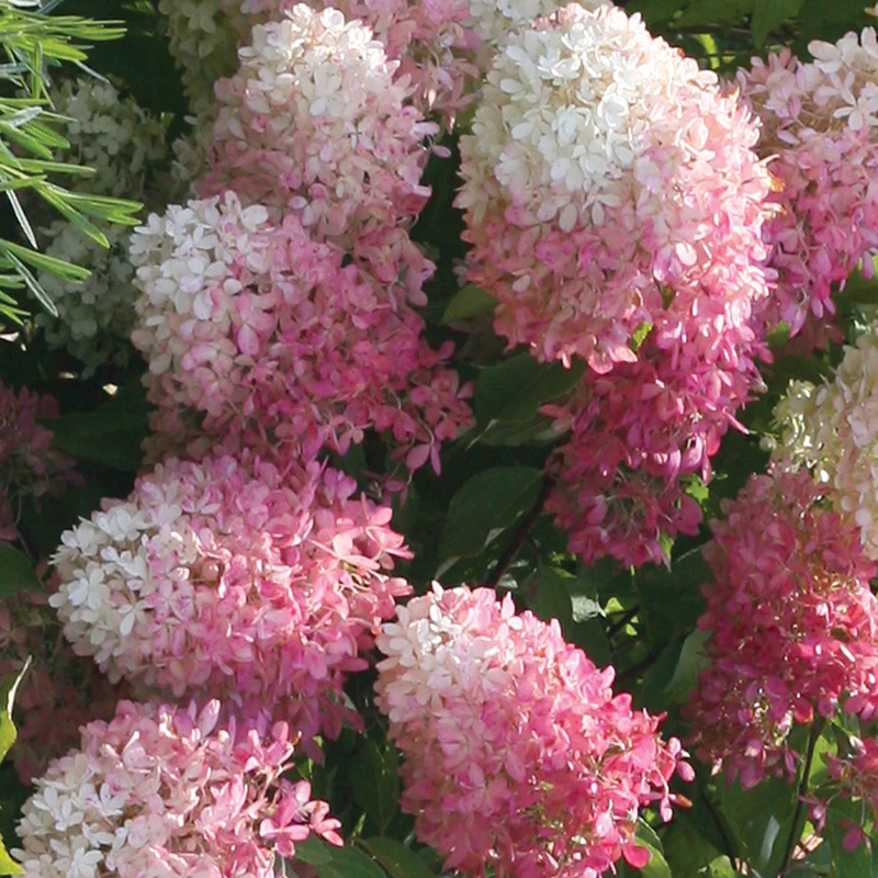Zinfin Doll® Panicle Hydrangea - Image 2