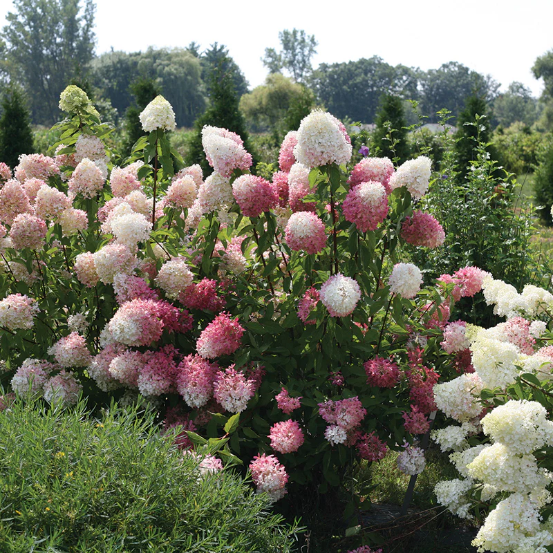 Zinfin Doll® Panicle Hydrangea - Image 3