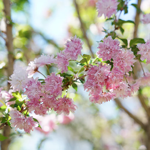 Zuzu® Flowering Cherry Shrub - Image 4