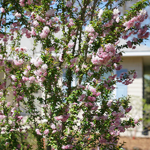 Zuzu® Flowering Cherry Shrub - Image 5