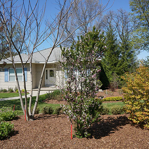 Zuzu® Flowering Cherry Shrub - Image 7